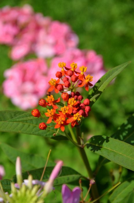 Asclepias curasavica 'Red Butterfly' (2)